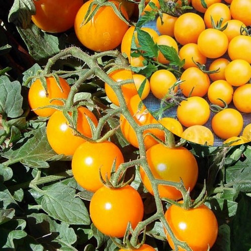 Solanum lycopersicum 'Zolotoj Oreh' - Harilik tomat 'Zolotoj Oreh' P9/0,55L